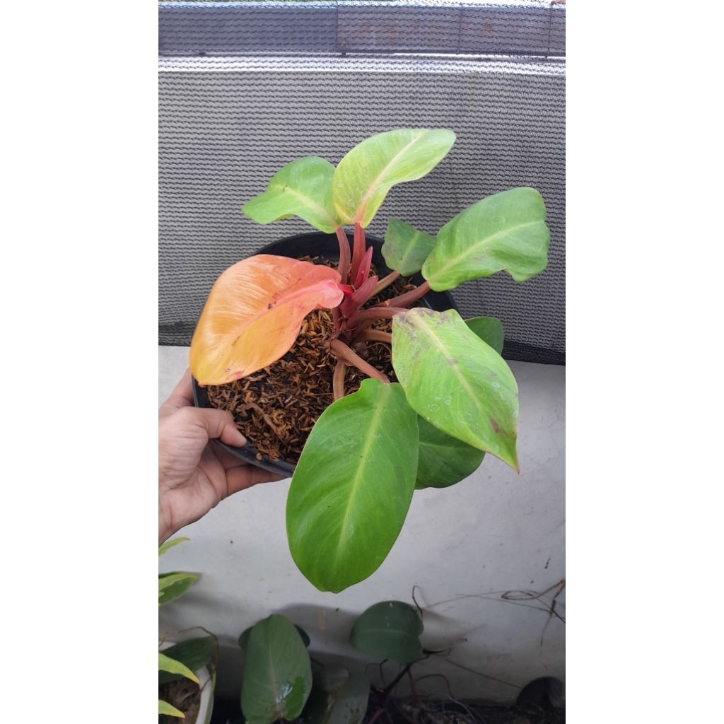 Tanaman Hias Philodendron Orange Juice Orange Marmalade