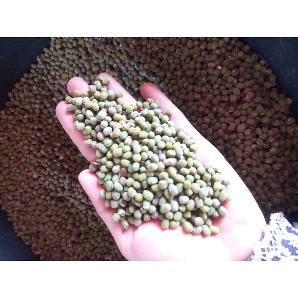 

BIJI KACANG HIJAU KULIT HITAM 1 KG