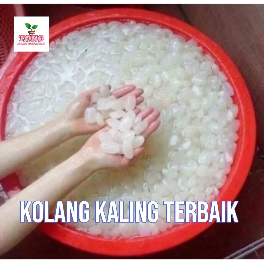 

kolang Kaling muda 500grm