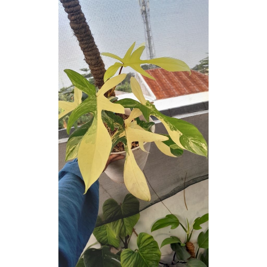 Tanaman Cantik Florida Beauty Variegata