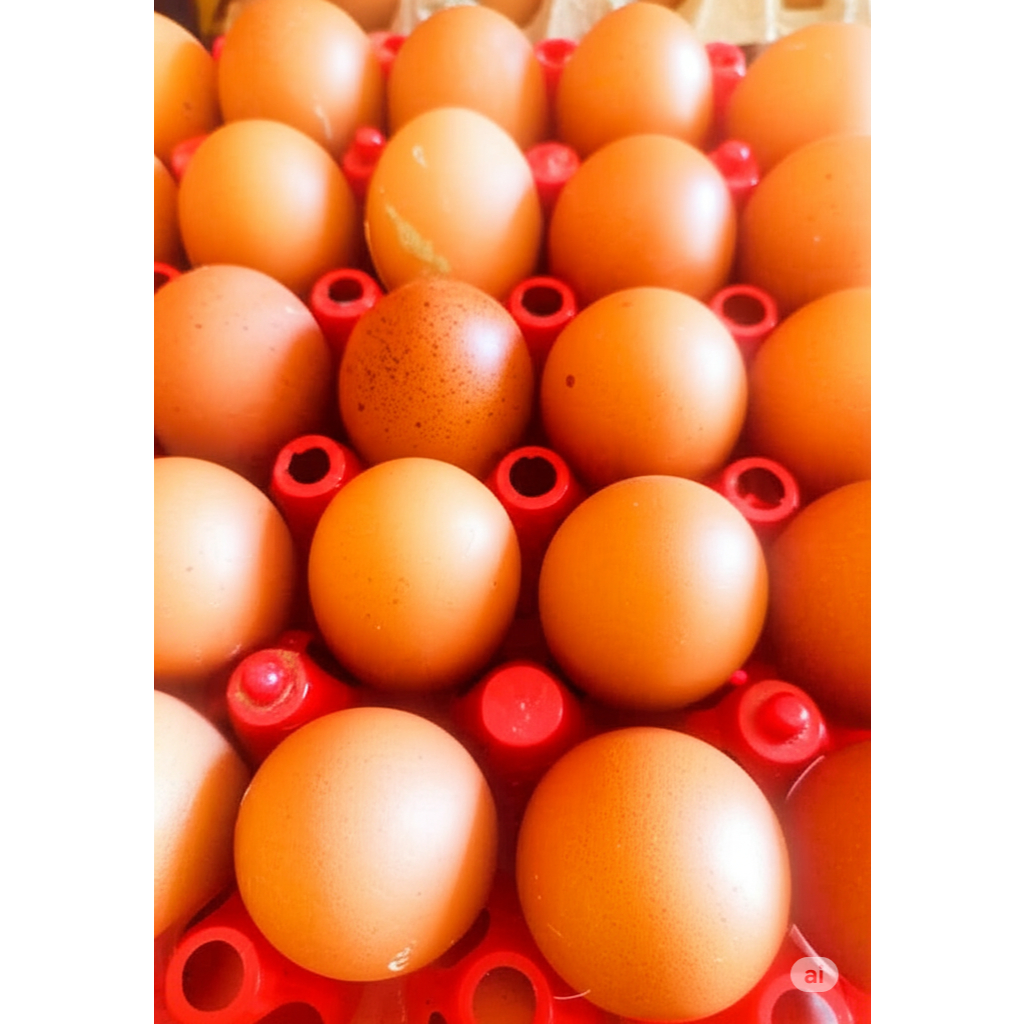 

Telur Ayam Negeri Segar 1 kg - Kualitas Super | Fresh Langsung dari Peternak