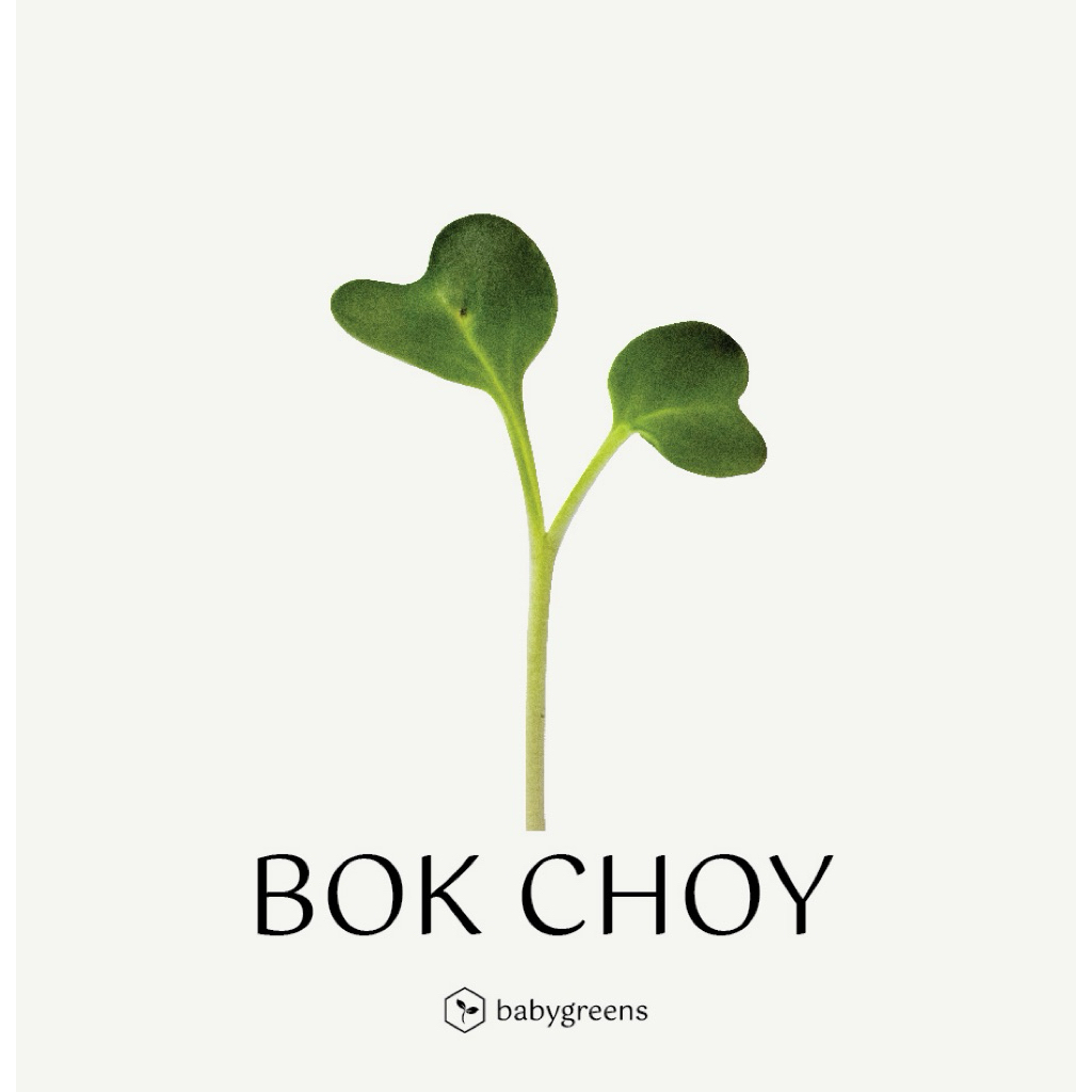 

[BABYGREENS] Bok Choy Microgreens - 30 gr