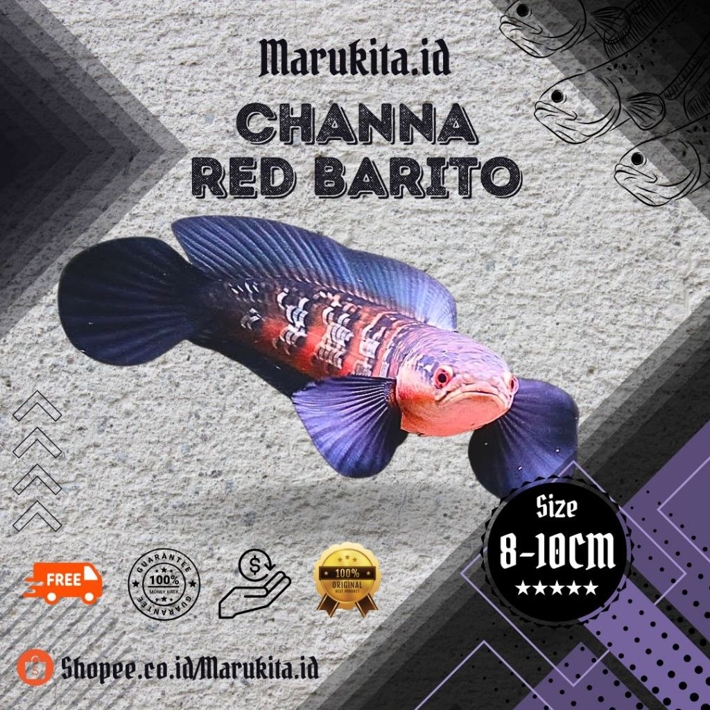 Red Barito 8-10cm/maru red barito berkualitas