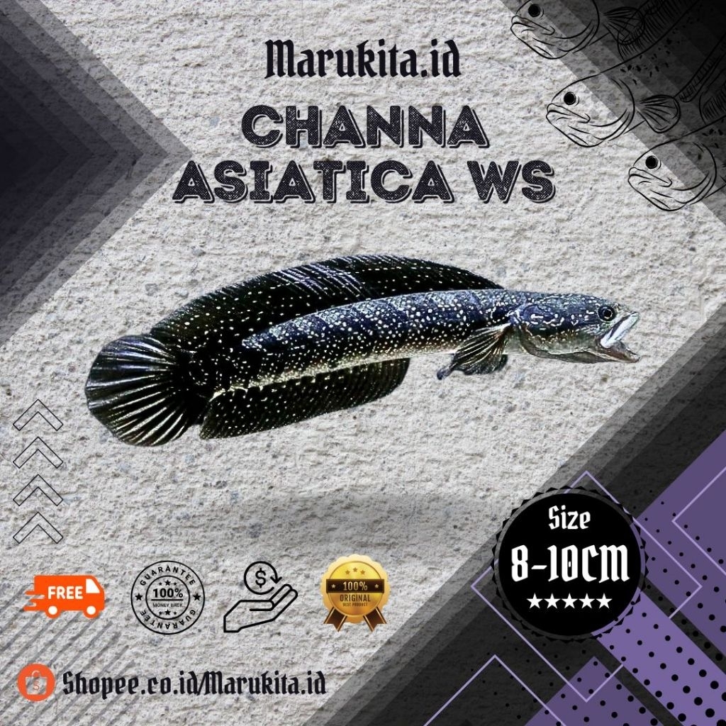 Asiatica CB WS Pure penuh Mutiara Putih 8-10cm bintik banyak free stiker