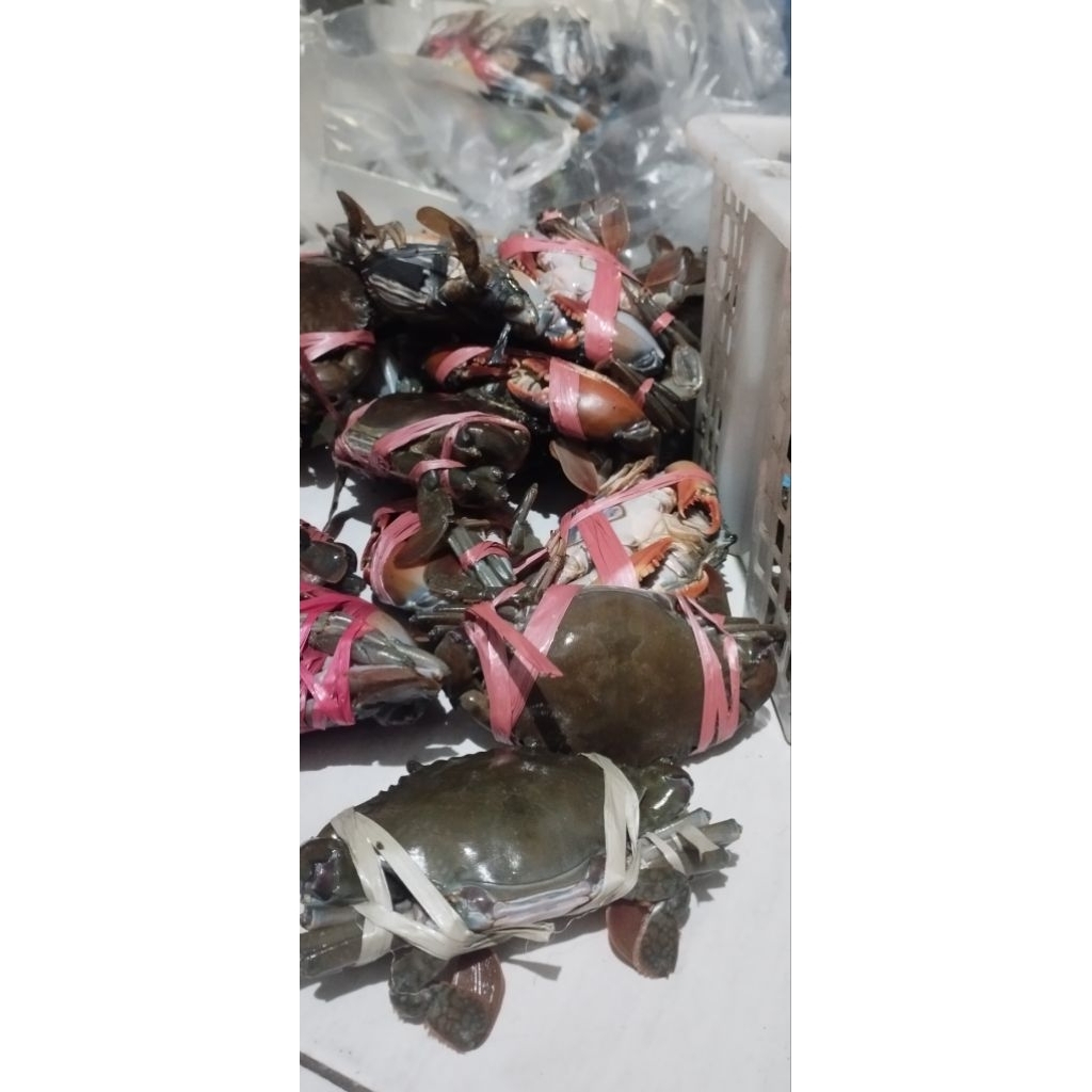 

kepiting ekonomis ceria segar