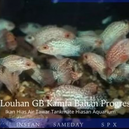 Louhan Golden Base Kamfa Bahan Progresan Pilihan Terbaik Hiasan Aquarium