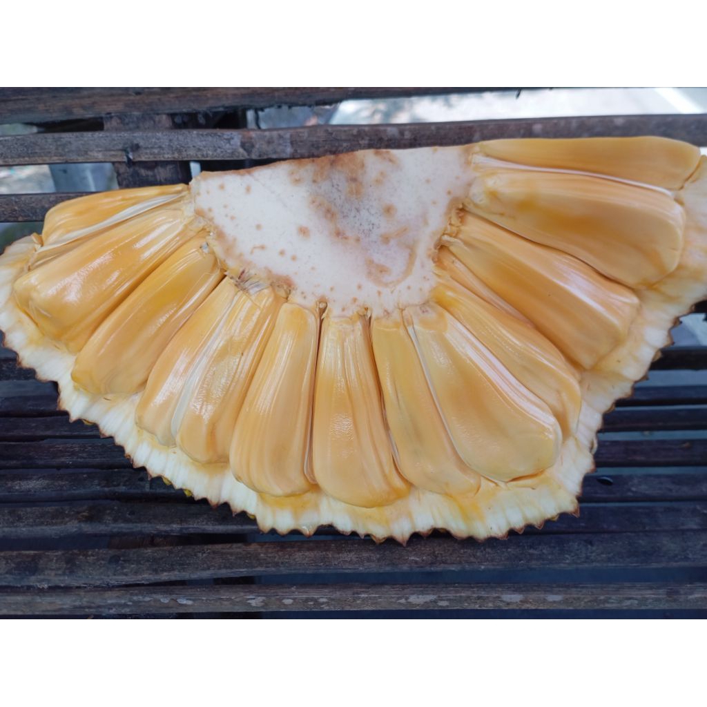 

BUAH NANGKA NONGKO MATANG MANIS