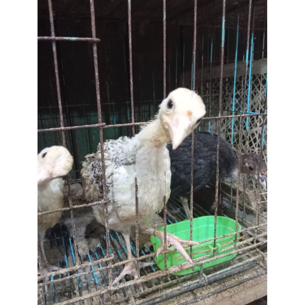anakan ayam kalkun.umur 2/3.bulan
