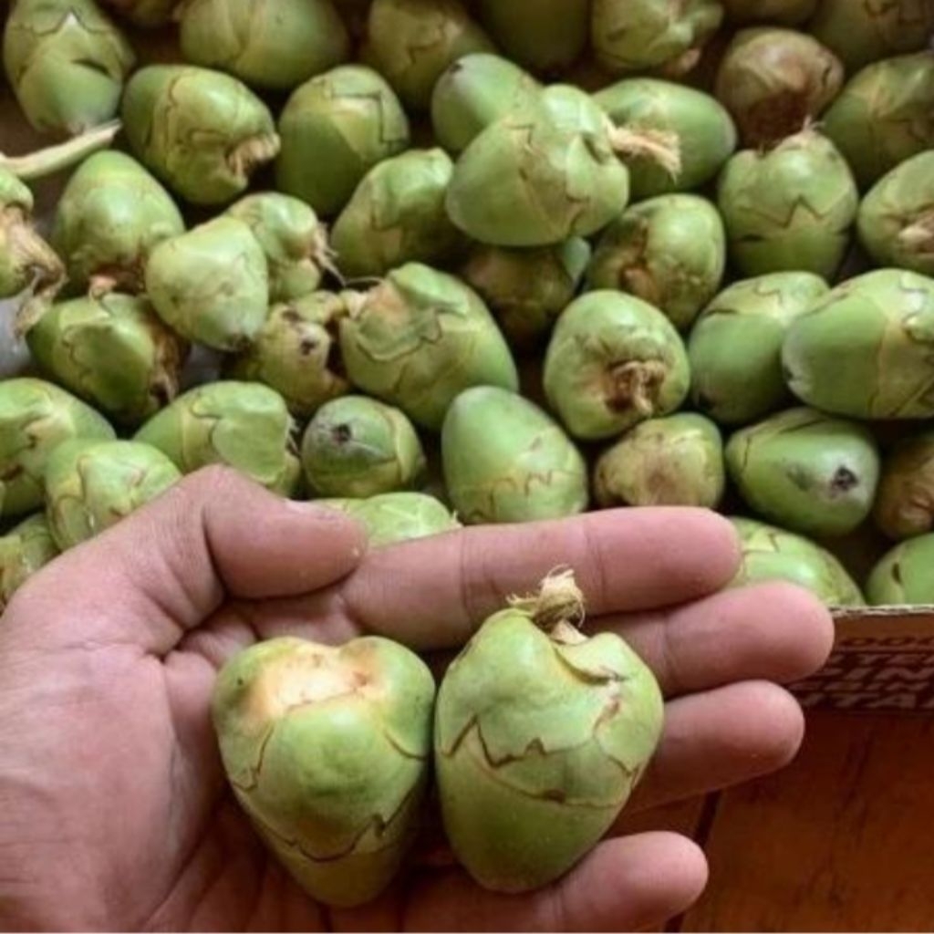 

50 biji beluluk pentil kelapa baruluk