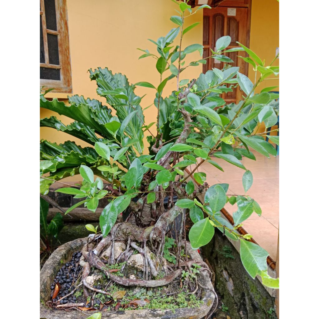 Bonsai Beringin | Bonsai Beringin OTR