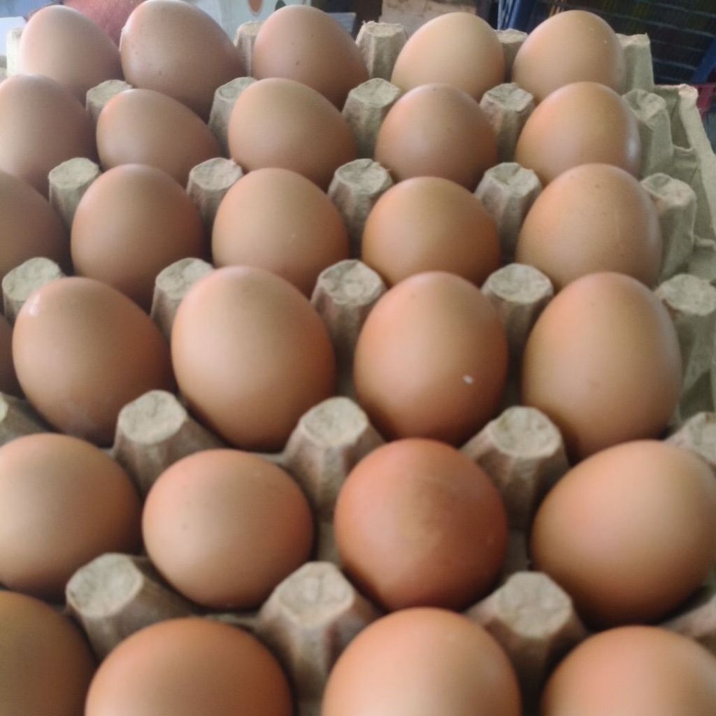 

telur ayam Oren premium omega(30butir)