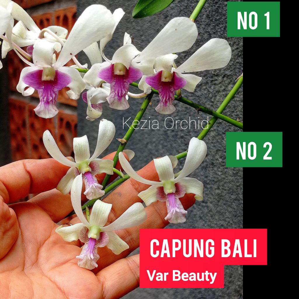 Aneka Anggrek Capung: Capung Kapuas; Capung Kapuas Pink; Capung Jawa; Capung Alor; Capung Bali Pink;