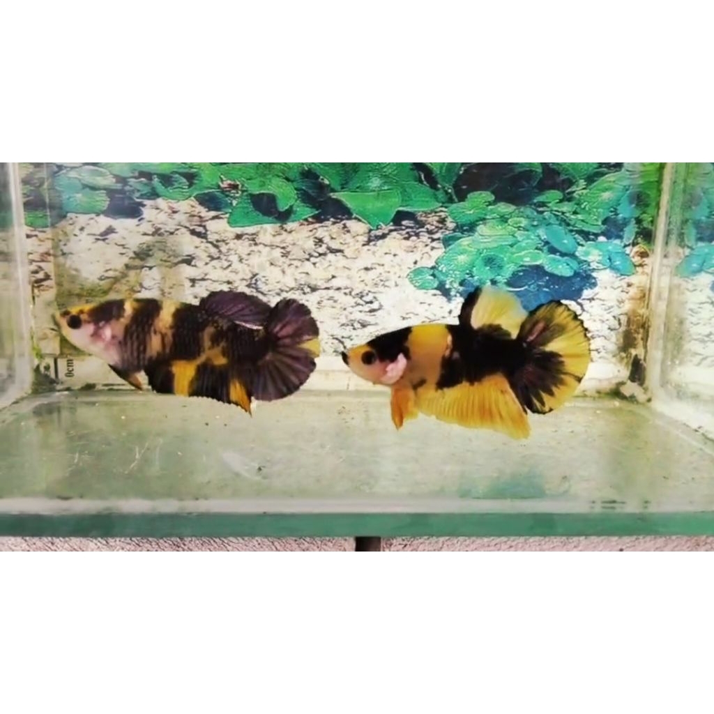 Ikan Cupang Yellow Koi Copper 1 pair