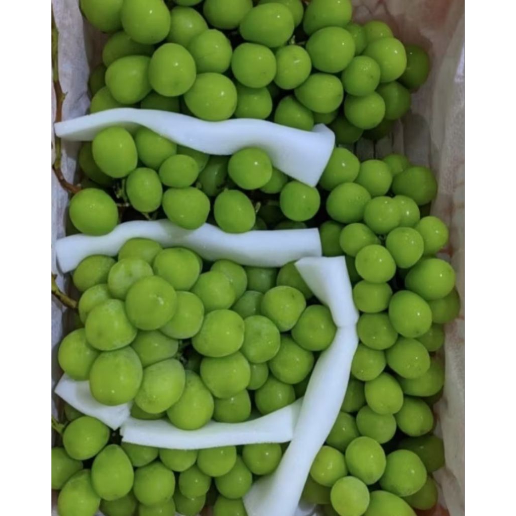 

Anggur Hijau Tanpa Biji