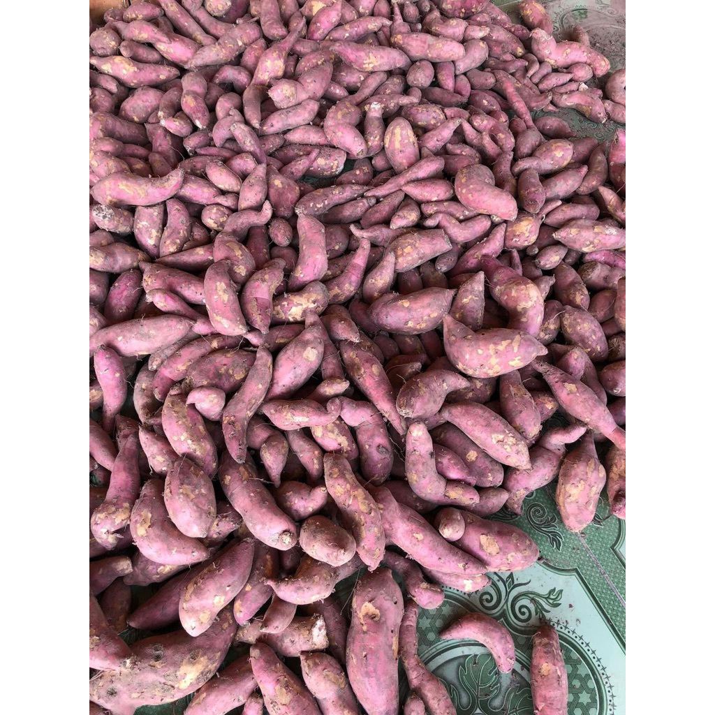 

ubi jalar manis merah ( telo madu )