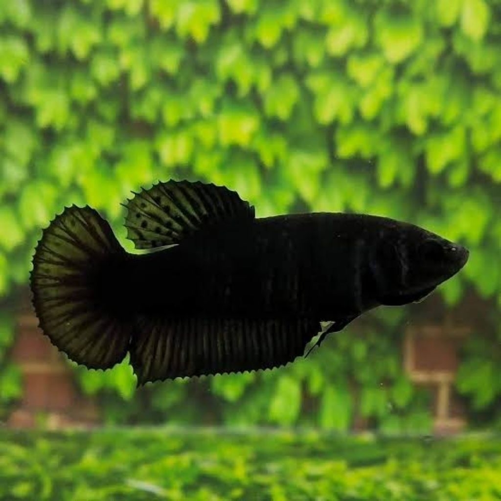 Cupang Plakat Super Black Female  Size M-L Hiasan Aquarium