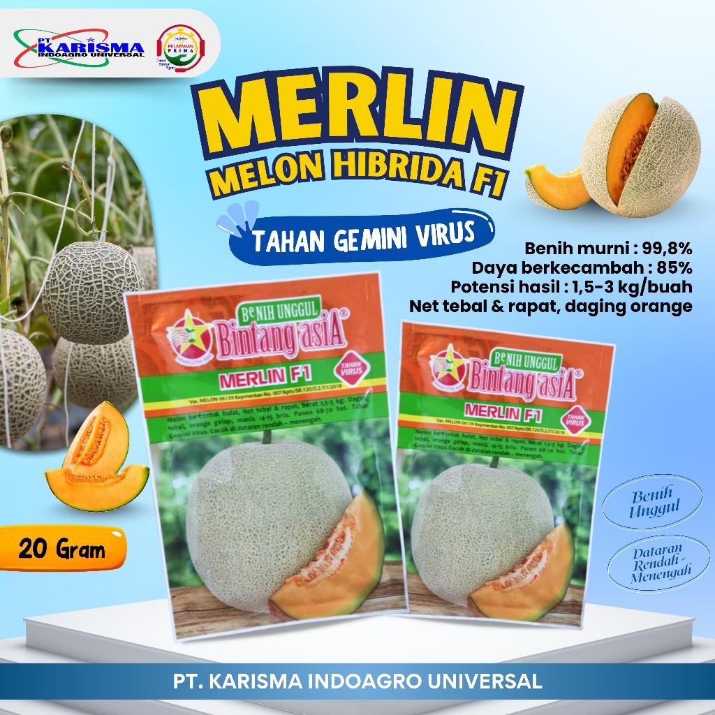 Melon Merlin F1 - 20 Gram / Benih Melon Merlin F1 Bintang Asia