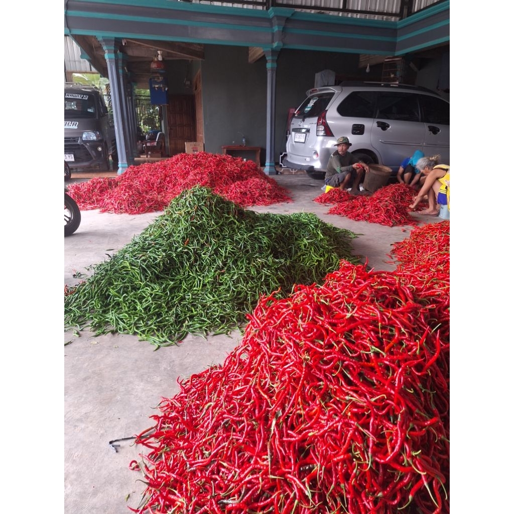 

CABE / CABAI KERITING HIJAU 1kg MURAH