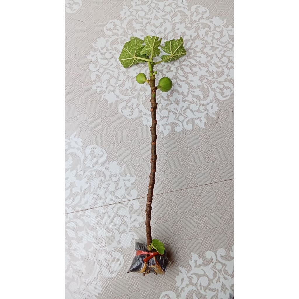 pohon tin jenis DEANA BUAH KUNING JUMBO