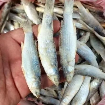 

Ikan Belanak Asin Kering Siap Goreng Gurih dan Tahan Lama