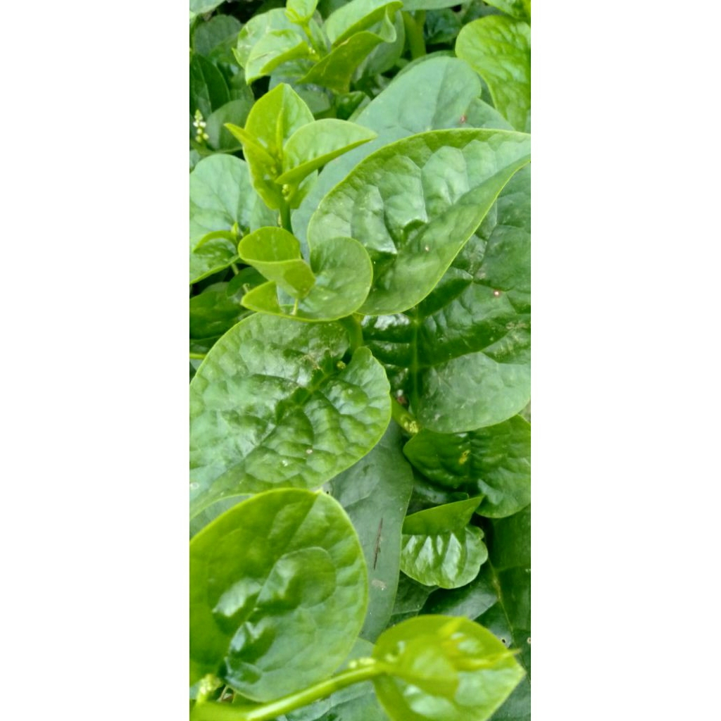 

Daun Binahong Gendola Hijau tebal @ per helai