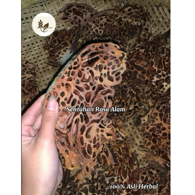 

Sarang Semut Papua Kering Asli Per 500gram