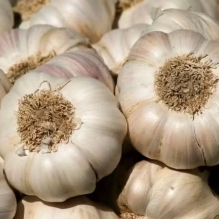

bawang putih fresh garlic