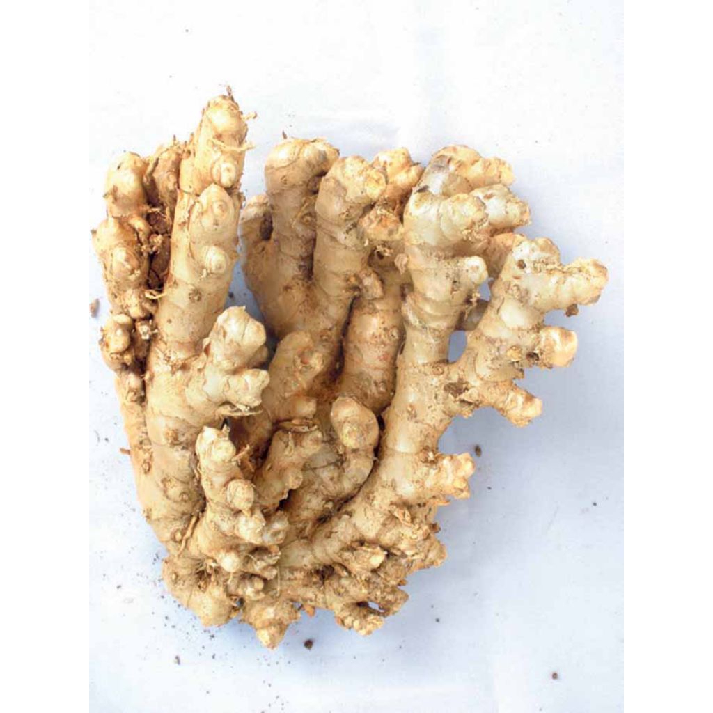 

hemat jahe emprit jahe kecil 1kg