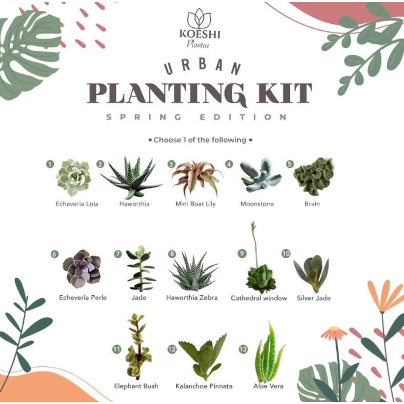 KOESHI PLANTAE | Planting Kit kaktus & sekulen / Gift Ulang tahun | Succer1