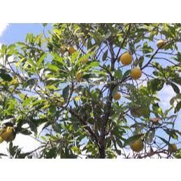 Bibit Sawo Abiu jumbo Abiyu