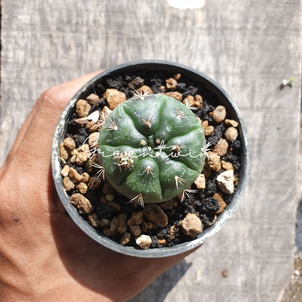 kaktus | gymnocalycium purple damsii