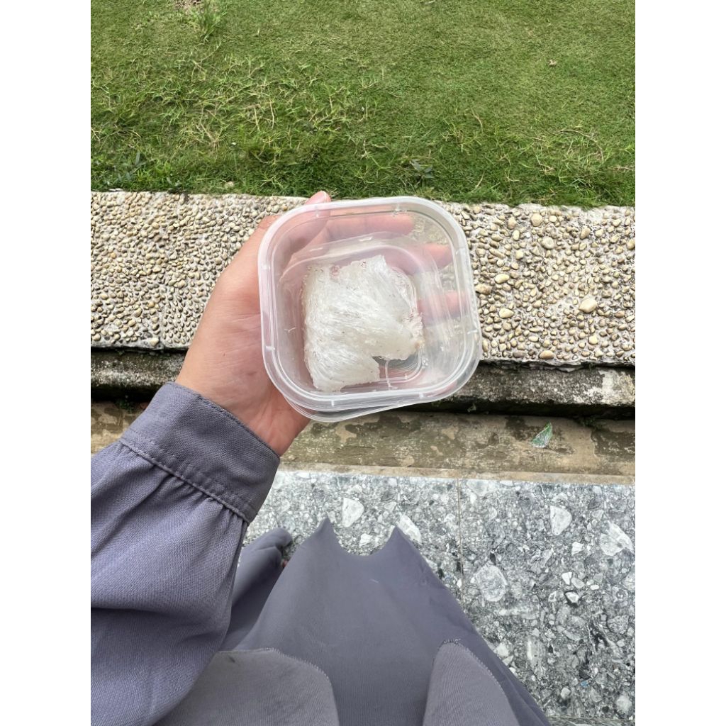 

Sarang Walet Asli 5 gram sudah bersih