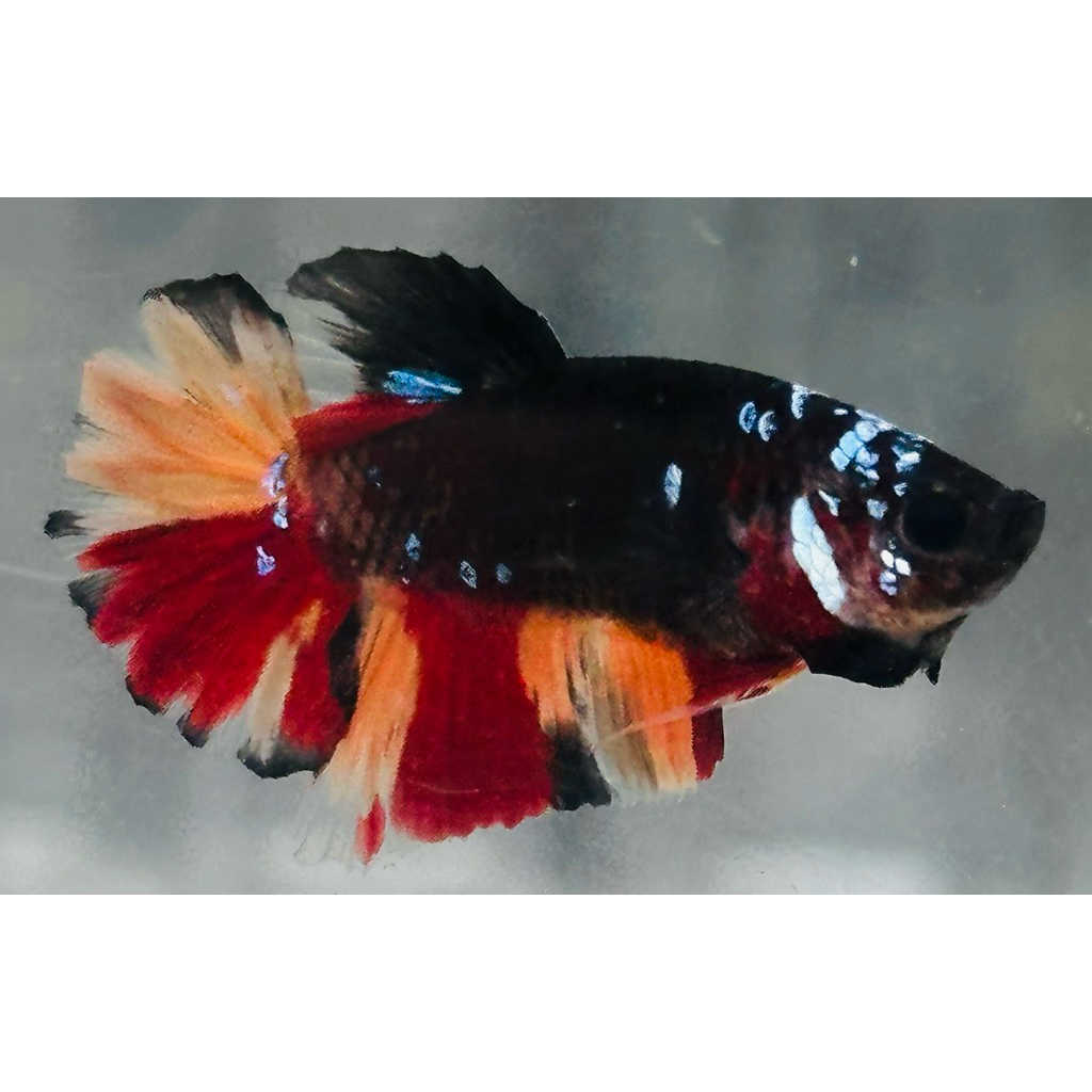 Avatar Nemo Gordon Kode AVT-11 - hiasan aquarium