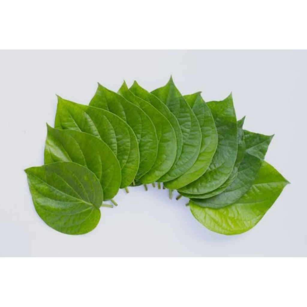 

DAUN SIRIH 30 Lembar