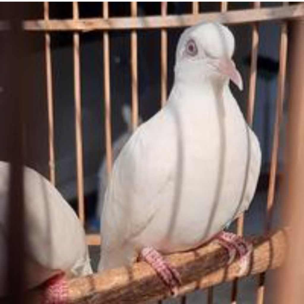 perkutut putih lurik dewasa