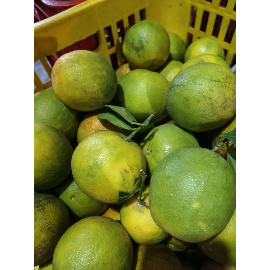 

Jeruk baby java iris manis berat 2kg