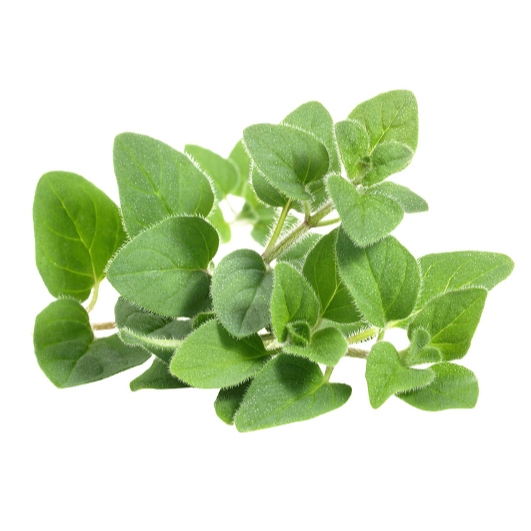 

Oregano Segar/Daun Oregano/Oregano Fresh/Oregano Leaf/1 Kg