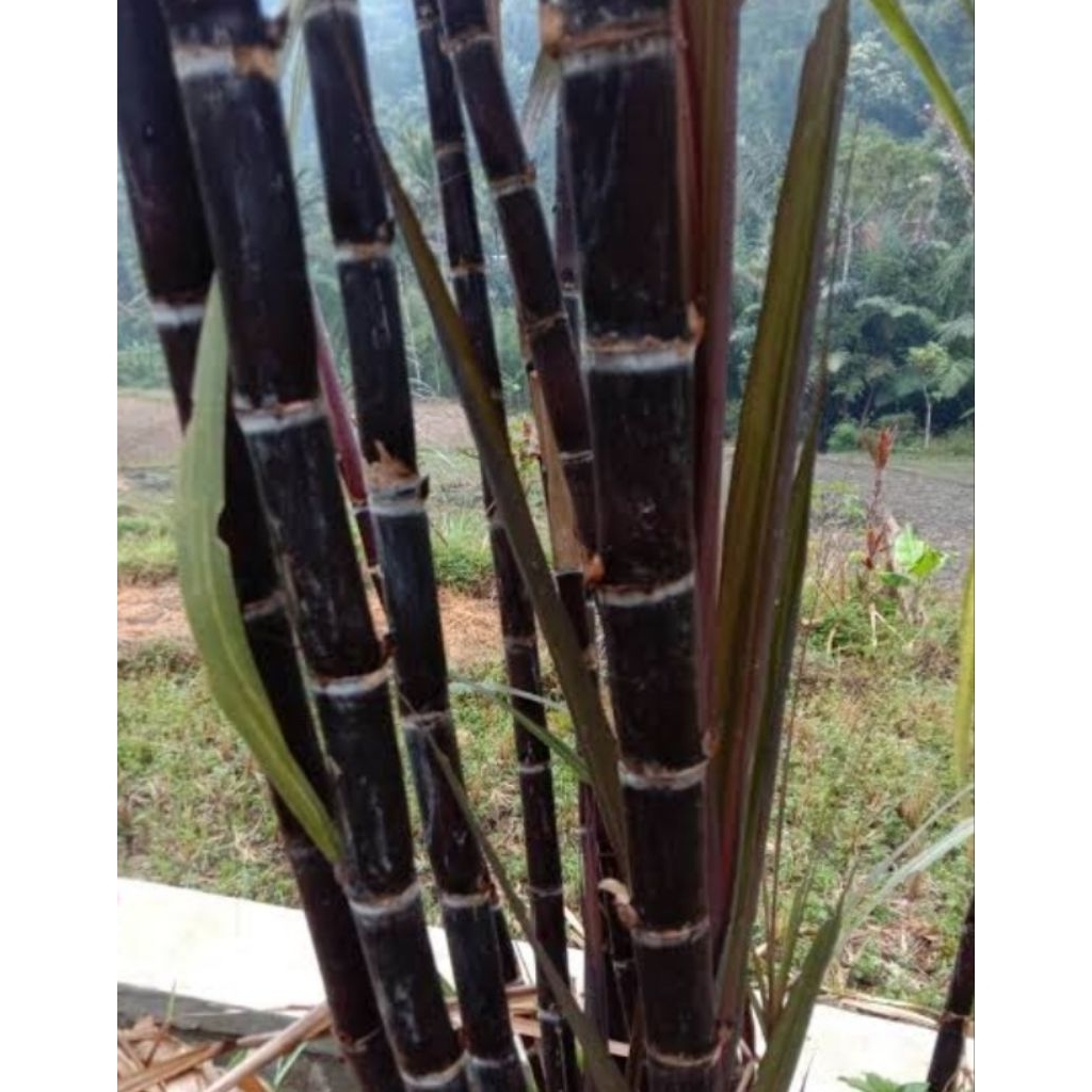 

Tebu hitam Tebu ireng segar alami pilihan 500 gram