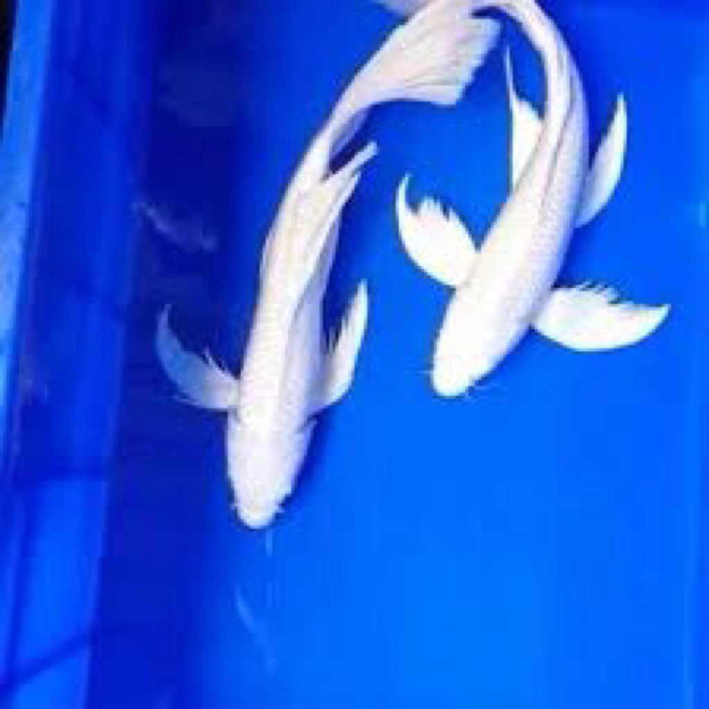 ikan koi slayer platinum size 30-33cm