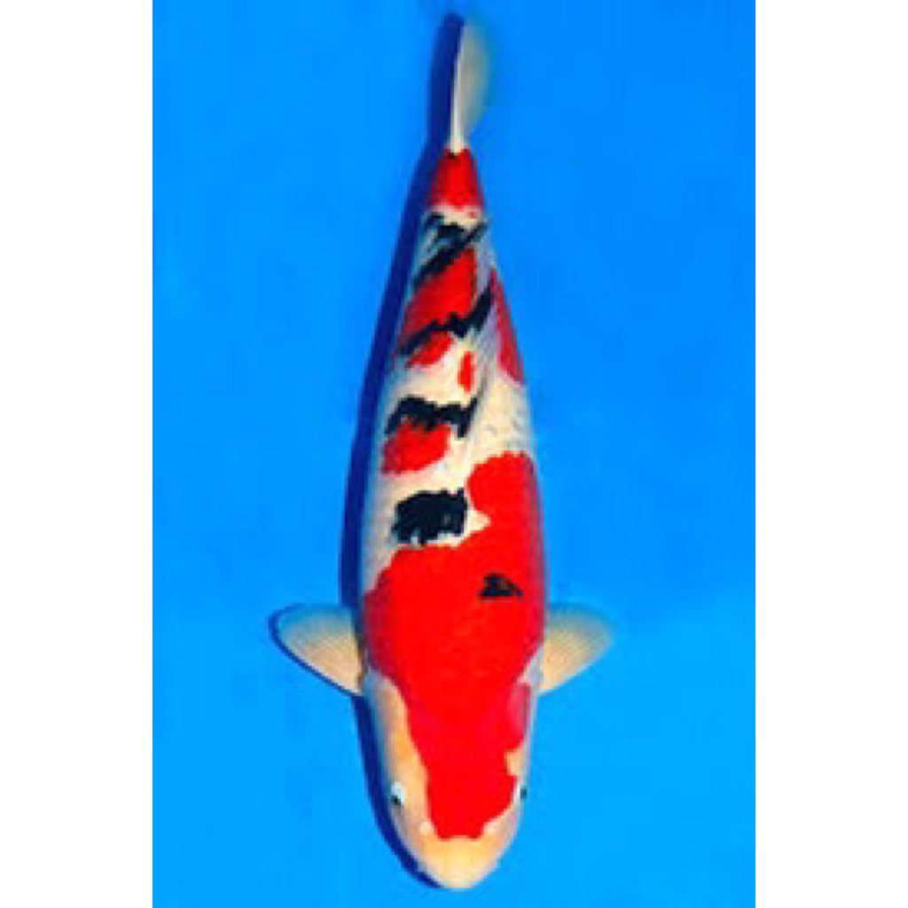 ikan koi sanke asli blitar size 30-32cm