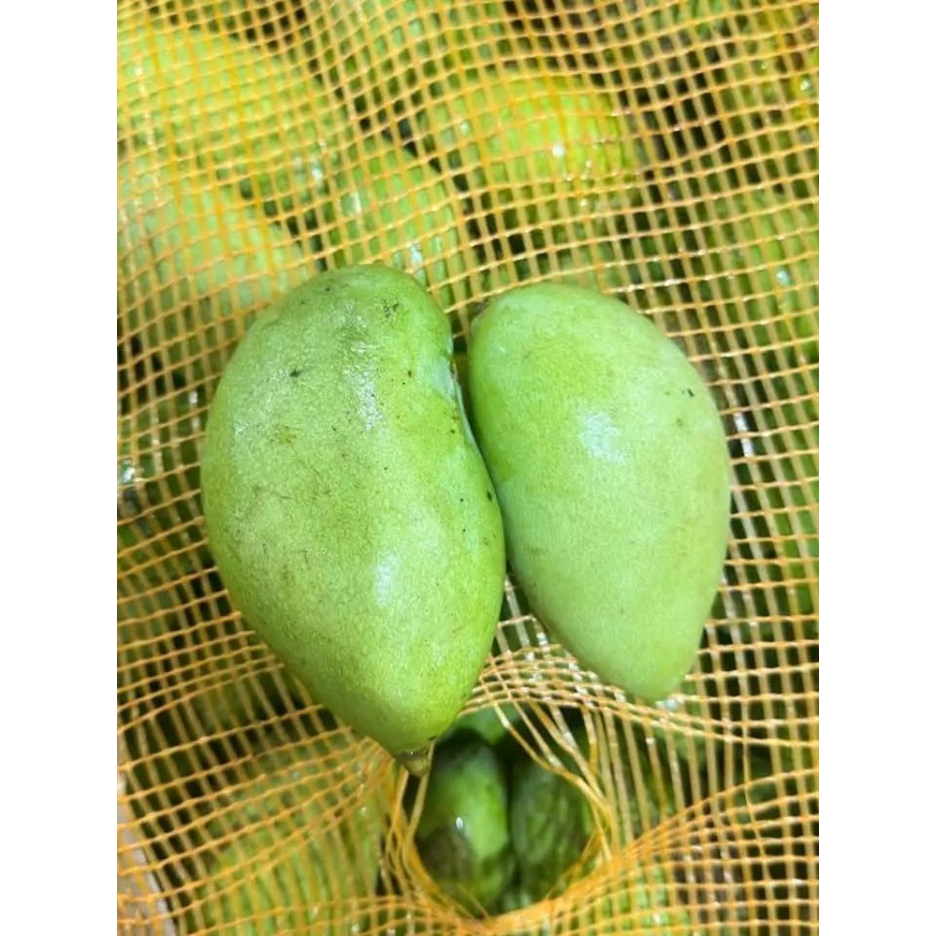 

1kg Mangga Muda Sangat Cocok Untuk Rujak/Manisan