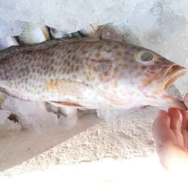 

Iakn Kerapu Segar Ikan Kerapu Totol Grouper Fish 1Kg