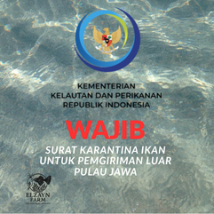 

Surat Wajib Karantina - Untuk Pengiriman Luar Pulau Jawa