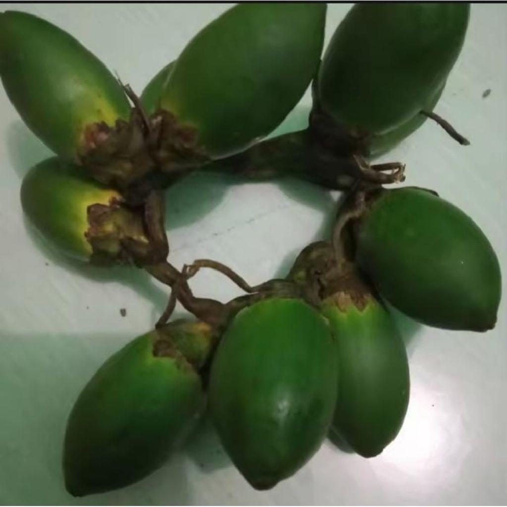

1kg buah pinang muda asli Jambe muda /obat penambah stamina