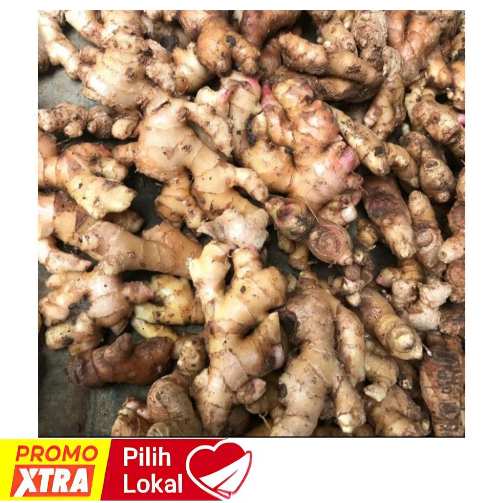 

JAHE EMPRIT ASLI SUPER FRESH 1KG
