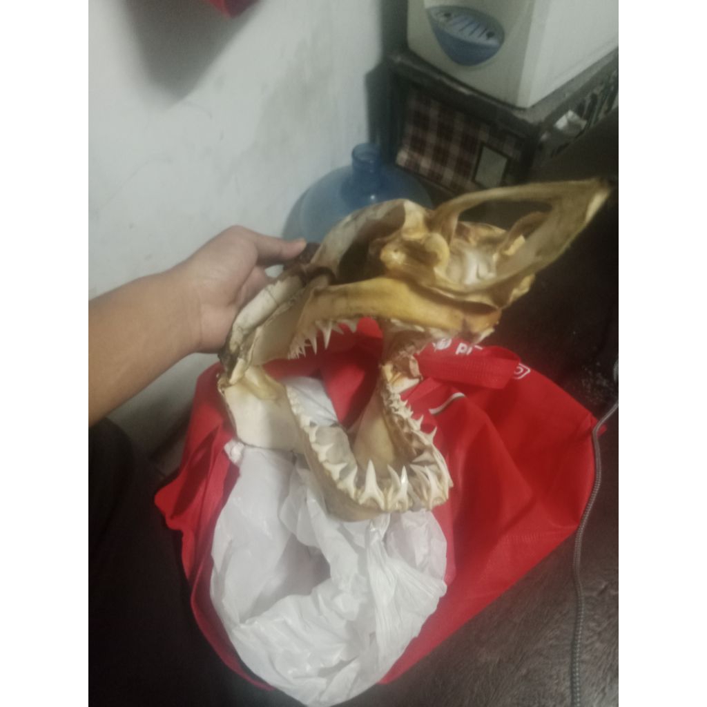 replika rahang ikan hiu