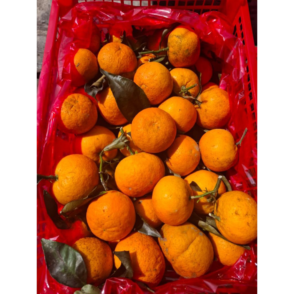 

Jeruk Wogan Daun 1kg (INSTAN)