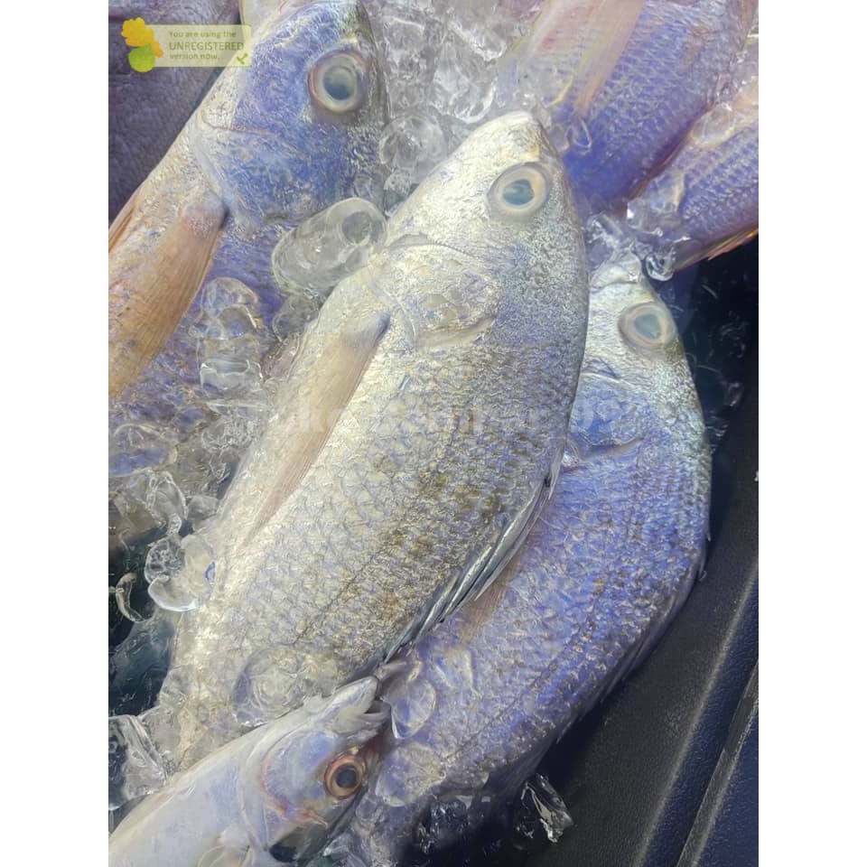 

Ikan Kakap Putih Segar Grit Ikan Grit 1Kg