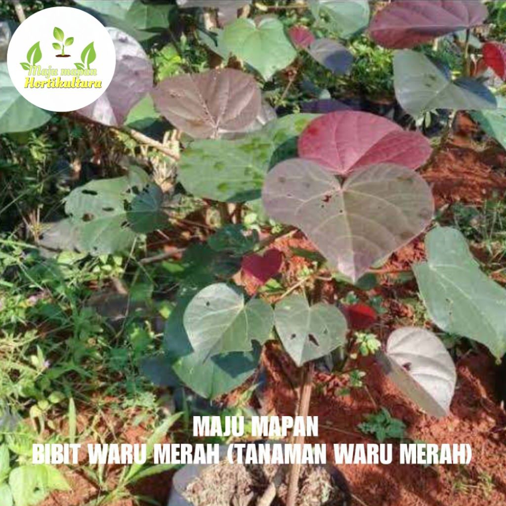 BIBIT WARU MERAH SUPER (TANAMAN WARU MERAH)