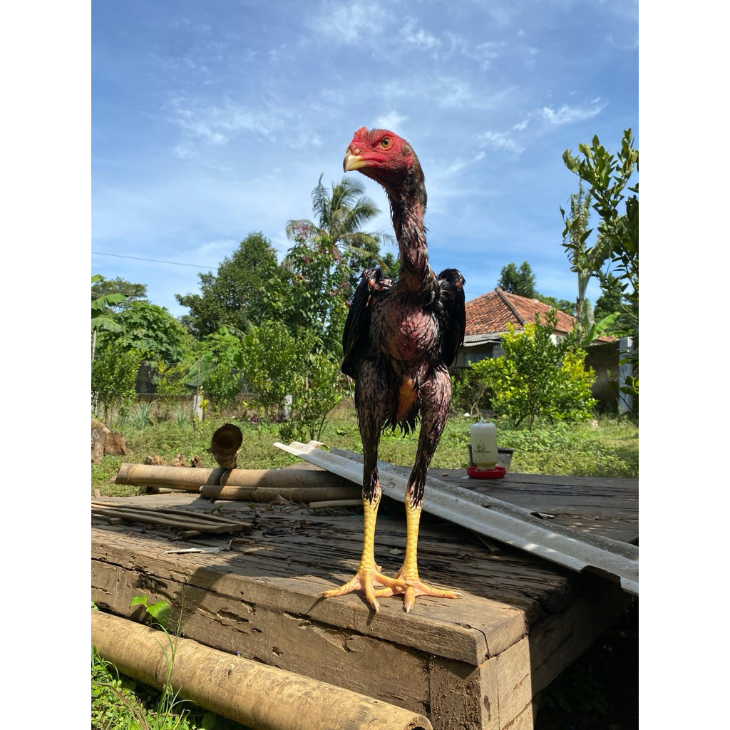 

Telur Fertil Ayam Shamo Eropa